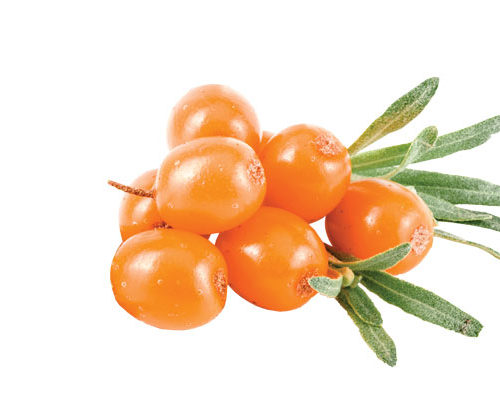 אוכמניות צהובות  800 גרם