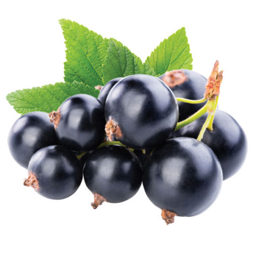 דומדומניות שחורות 800 גרם