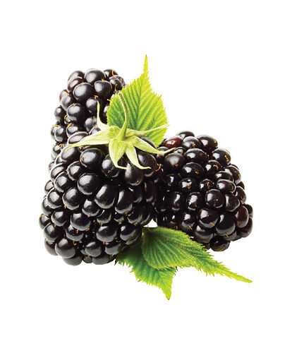 פטל שחור (לפי שקילה)